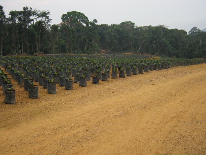 Palm Oil Project in Cameroon