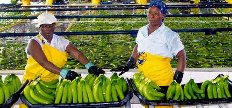 Banana Industries in Africa