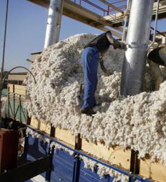 Cotton processing in Africa