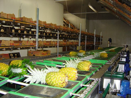 Ananas industries in Africa