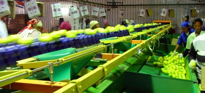 Optical Fruit Sorting Production in Africa