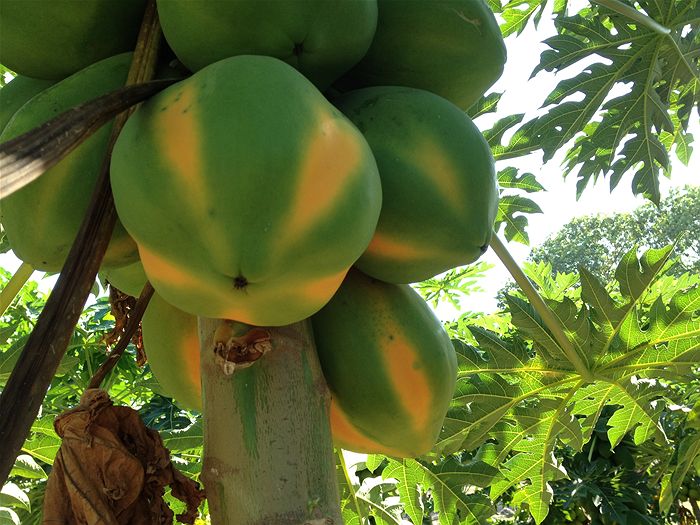 Papaya opportunity in Africa