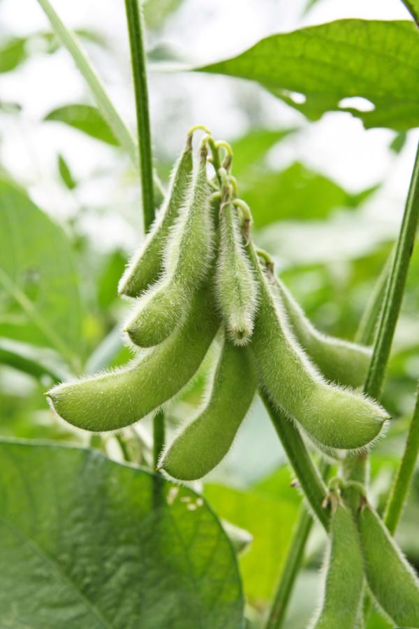 The Wonderful Soybean in Africa
