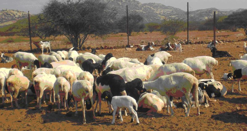 Small Ruminant Production in Africa