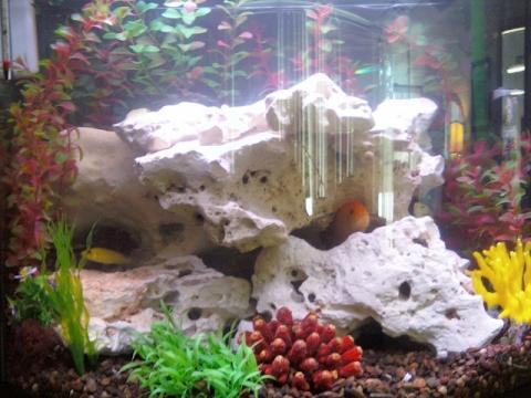 Fish/African Cichlid and Nitrite Levels