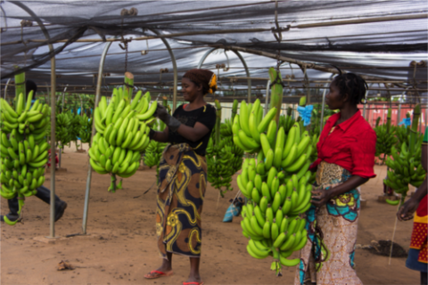 Banana Industries in Africa