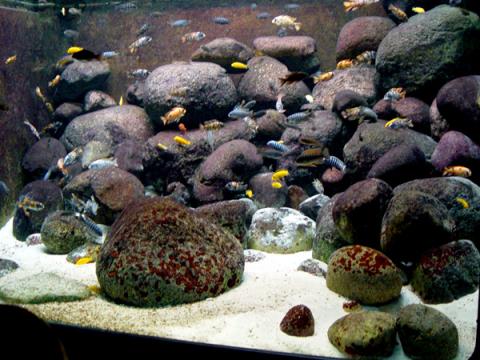 Aquascaping Ideas For African