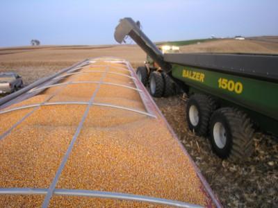 Producing corn in Africa