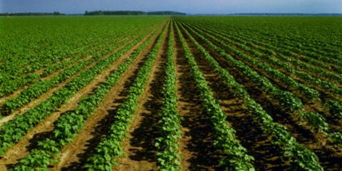 Tips for agriculture investors in Africa