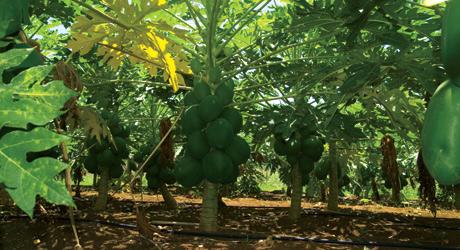 Papaya production in Africa