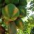 Papaya opportunity in Africa