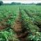 Africa Targets Mass Cassava Production