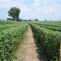 Vegetables Production in Africa