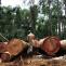 Liberia to Restart Logging