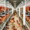ready to raise poultry output in Africa